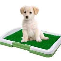Dog Behavior Training To Housebreak Your Puppy