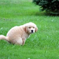 Potty Training Your Pooch
