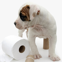 Easy Tips For Housebreaking Your Puppy