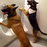 Effectively Housebreaking Your Puppy