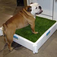 Puppy Training - Good Doggie