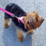 Five Mistakes New Puppy Owners Make