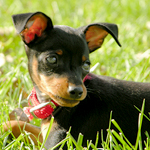 How to Housebreak Your Puppy