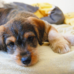 Potty Train Your Puppy