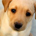 Tips For Easy Housebreaking Your Puppy