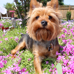 Tips For Toilet Training Your Pet Dog